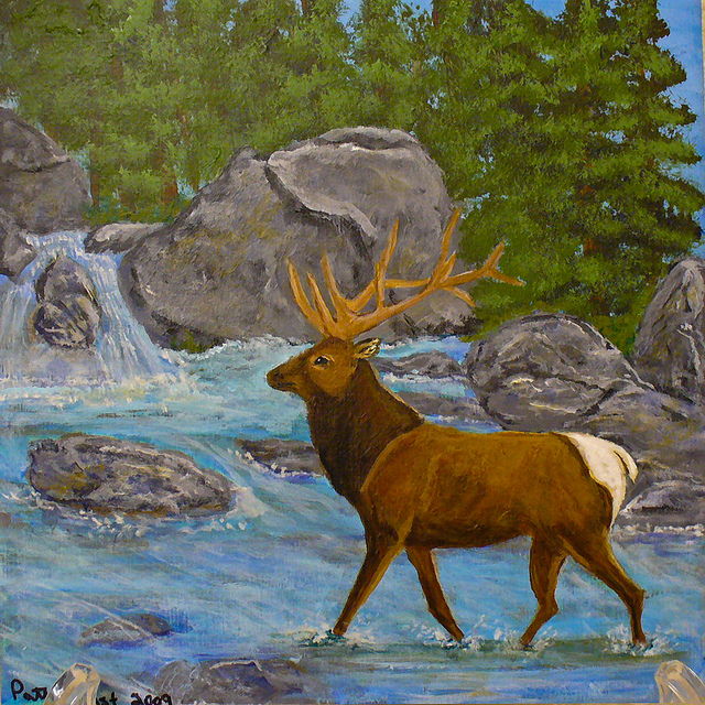 Barb's Elk