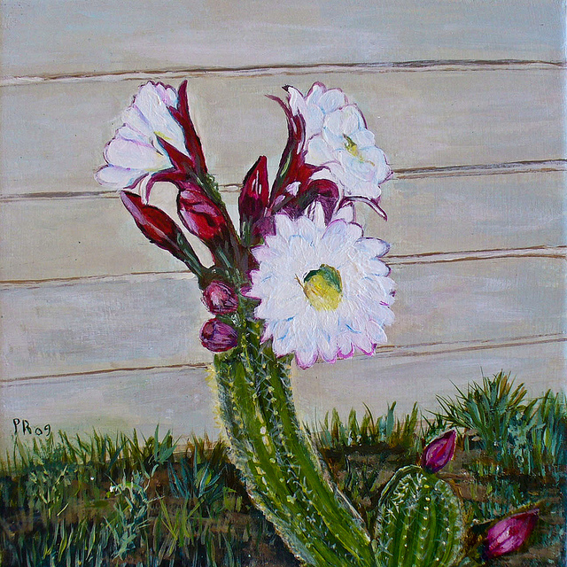 Saucer Cactus Flower