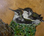 Sowell's Baby Hummingbirds