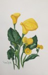 Seattle Calla Lily- 11"x14", Watercolor 2016